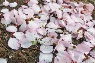 月下花开终有时