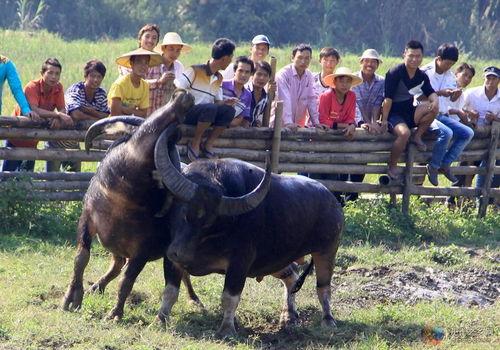 大斗牛,激战正酣的角斗场传奇